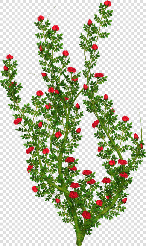 Clip Art Rose Bushes Clipart   Transparent Background Rose Bush Clipart  HD Png DownloadTransparent PNG