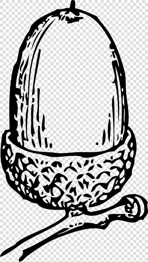 Acorn 1   Free Acorn Clip Art Black And White  HD Png DownloadTransparent PNG