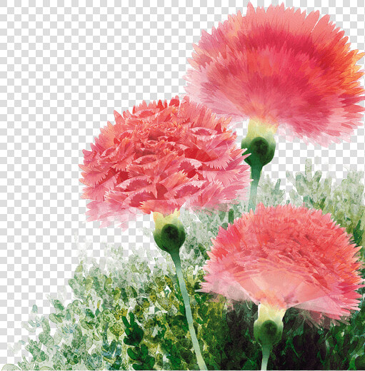 中国风荷花水彩画   Carnation  HD Png DownloadTransparent PNG