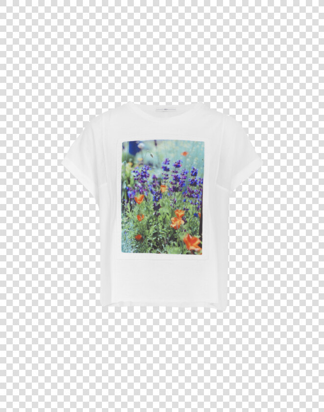 Bluebonnet  HD Png DownloadTransparent PNG