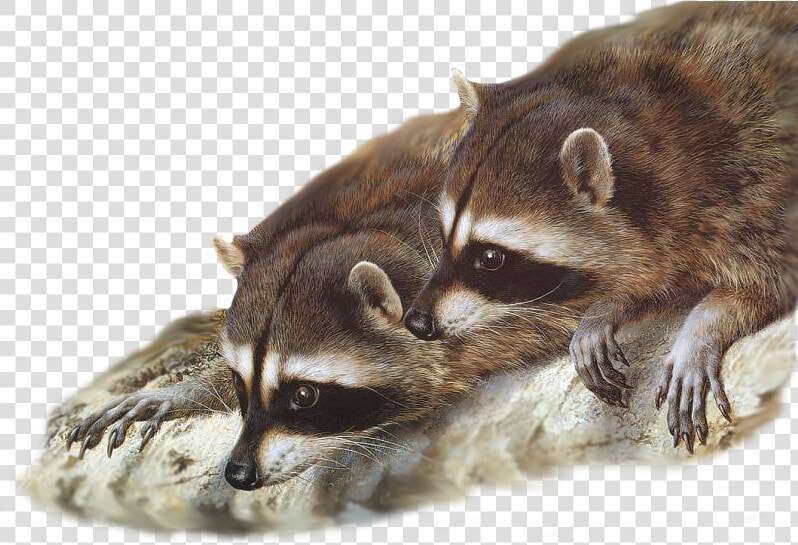 Raccoon Painting Wildlife Desktop Wallpaper Gray Wolf   Raccoons Together  HD Png DownloadTransparent PNG