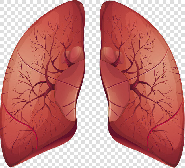 Lungs Png   Earrings  Transparent PngTransparent PNG