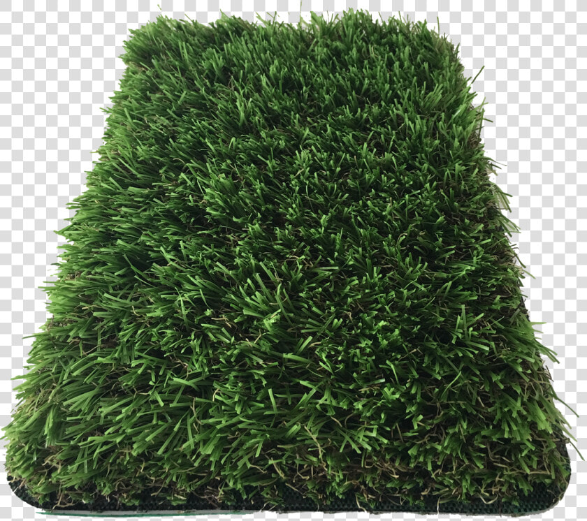 Hedge  HD Png DownloadTransparent PNG