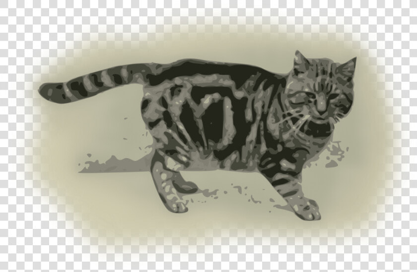 Felidae bengal tail   Grey And Black Tortoiseshell Cat  HD Png DownloadTransparent PNG