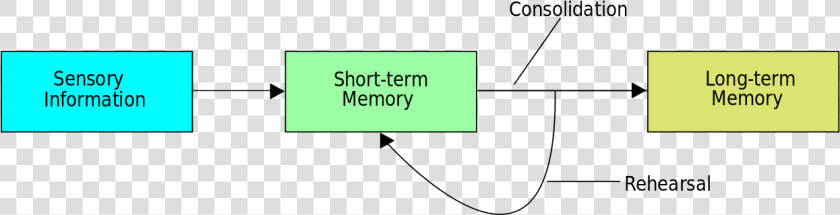 Memory Consolidation  HD Png DownloadTransparent PNG