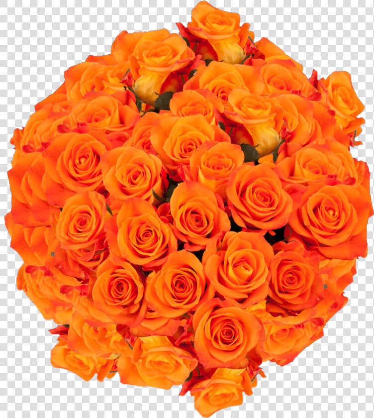 Natural Bright Orange Roses   Floribunda  HD Png DownloadTransparent PNG