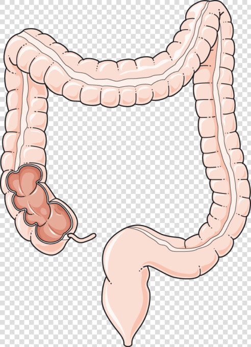 Colon Png  Transparent PngTransparent PNG