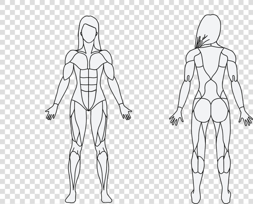 Obesity Drawing Human Figure Model   Draw A Muscular System  HD Png DownloadTransparent PNG