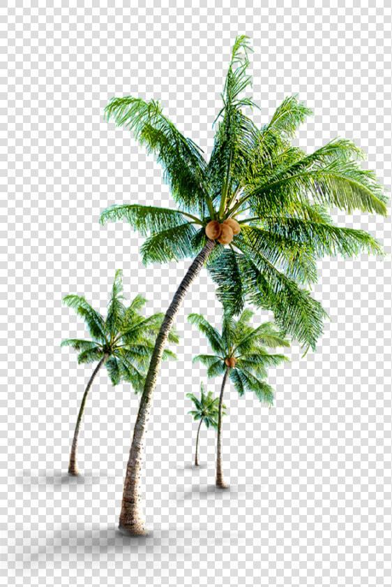 Coconut Tree Png Images   Coconut Tree Image Png  Transparent PngTransparent PNG