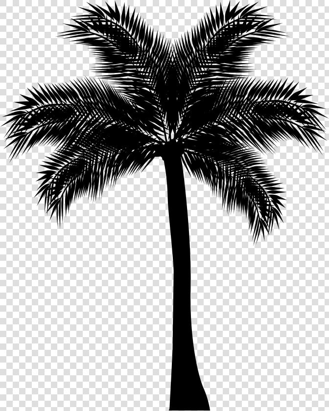 Asian Palmyra Palm Arecaceae Silhouette Clip Art  HD Png DownloadTransparent PNG