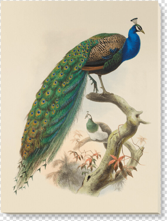 Pavo Cristatus  HD Png DownloadTransparent PNG