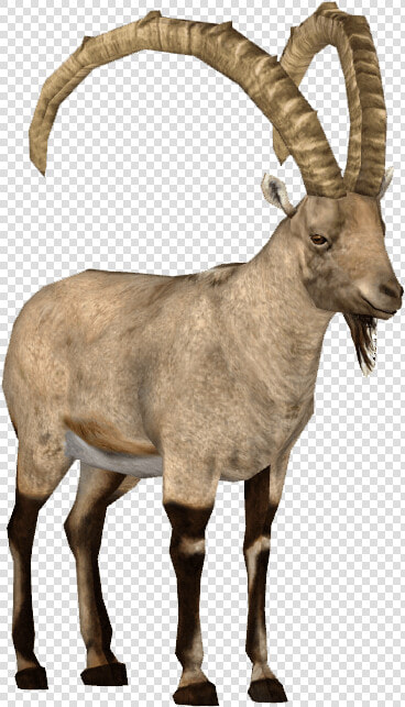 Ibex   Alpine Ibex Png  Transparent PngTransparent PNG