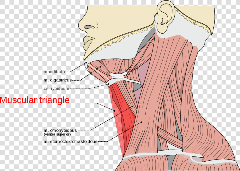 M Digastricus Venter Posterior  HD Png DownloadTransparent PNG