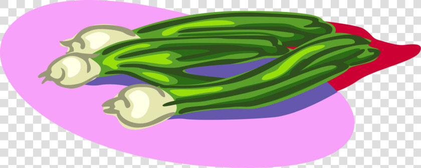 Vector Illustration Of Scallion Onion Shallot Vegetable   Illustration  HD Png DownloadTransparent PNG