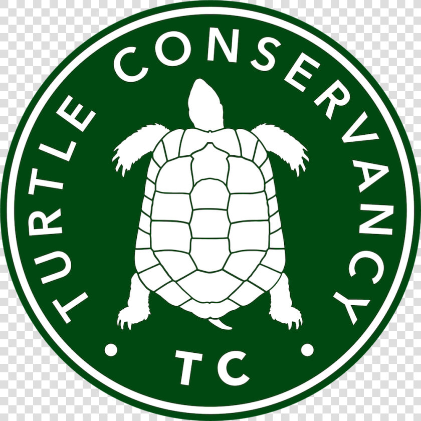 Tortoise Clipart Sick Turtle   Turtle Conservancy  HD Png DownloadTransparent PNG