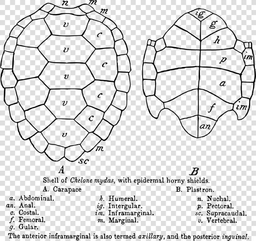 Carapace And Plastron Of Turtle  HD Png DownloadTransparent PNG