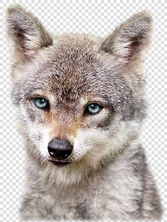  cuteanimals  wolfs  freetoedit  freetoedit  HD Png DownloadTransparent PNG