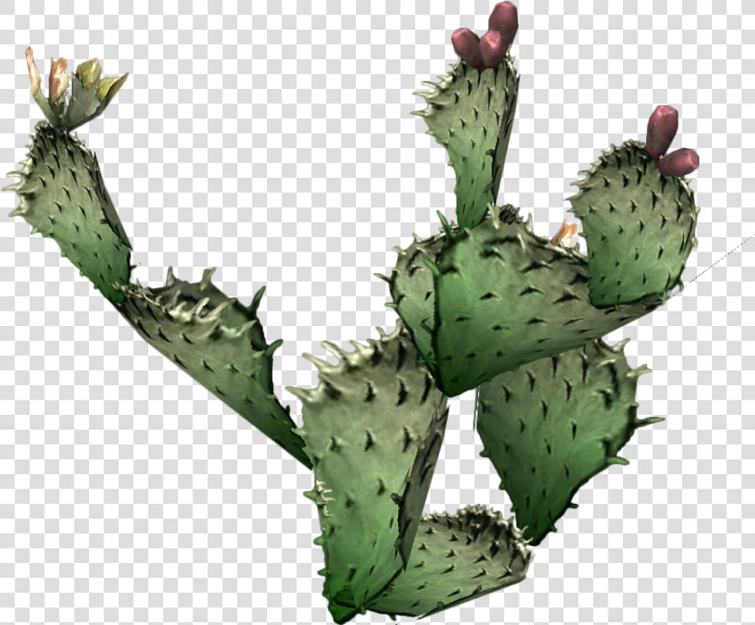 Cactus Png Prickly   Prickly Pear Cactus Transparent Background  Png DownloadTransparent PNG