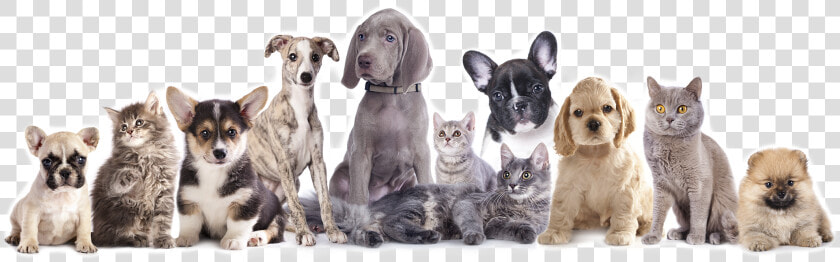 Friendly Paws Pet Resort   Vaccine Cat And Dog  HD Png DownloadTransparent PNG