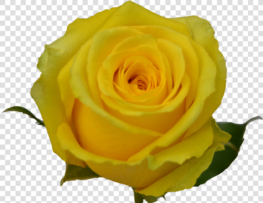 Transparent Yellow Roses Clipart   Floribunda  HD Png DownloadTransparent PNG