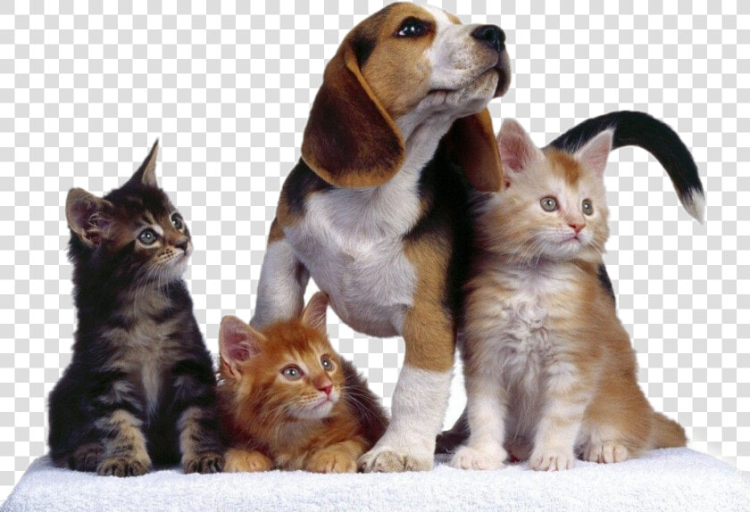  dog  perros  gatos  cat  mascotas   Perros Perros Y Gatos  HD Png DownloadTransparent PNG