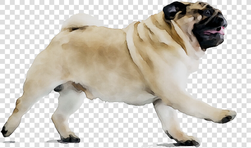 Puggle Dog Breed Beagle Companion Dog   Pug On Diet  HD Png DownloadTransparent PNG