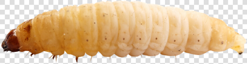 Maggot Insect Png Clipart   Maggot Png  Transparent PngTransparent PNG