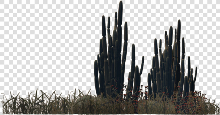 Saguaro   Desert Plants Png  Transparent PngTransparent PNG