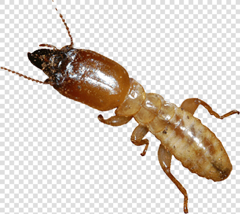 Formosa Termite No Background  HD Png DownloadTransparent PNG