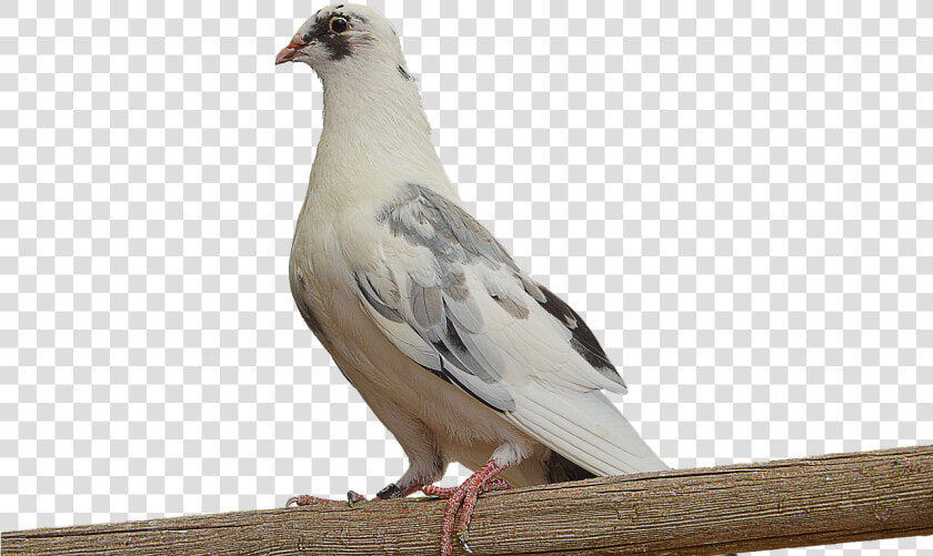 Png  Paloma  White Dove  Dove On Branch  Ave  Feathers   Dove On A Branch Png  Transparent PngTransparent PNG