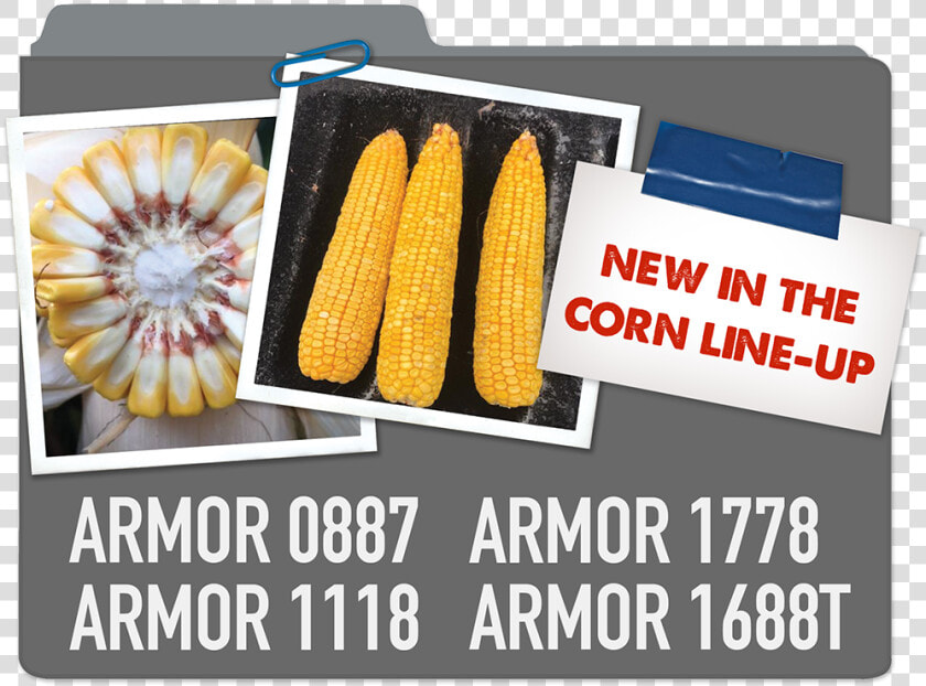 New Corn Line up Armor 0887  Armor 1778  Armor 1118    Corn Kernels  HD Png DownloadTransparent PNG