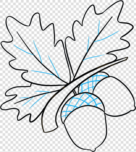 How To Draw Acorns  HD Png DownloadTransparent PNG