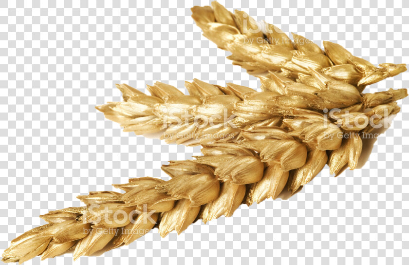 Transparent Wheat Png   Wheat Png  Png DownloadTransparent PNG