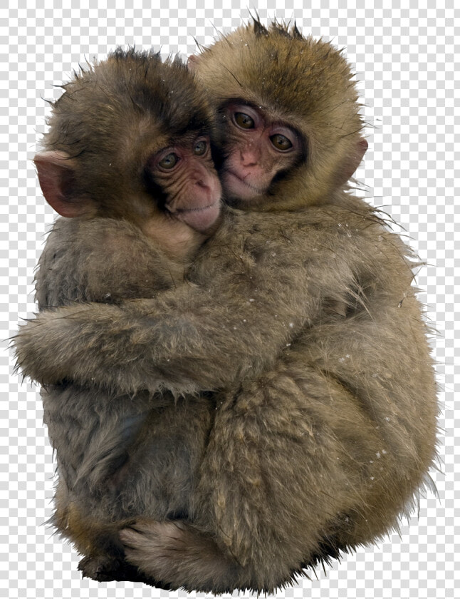 Clip Art Psbattle Japanese In The   Snow Monkeys Hugging  HD Png DownloadTransparent PNG