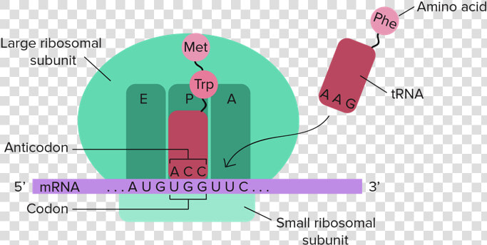 Rybosom Epa  HD Png DownloadTransparent PNG