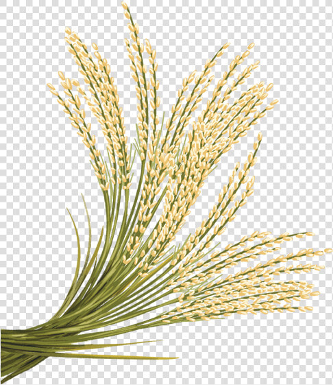 Rice Png Photo   Red Rice Plant Png  Transparent PngTransparent PNG