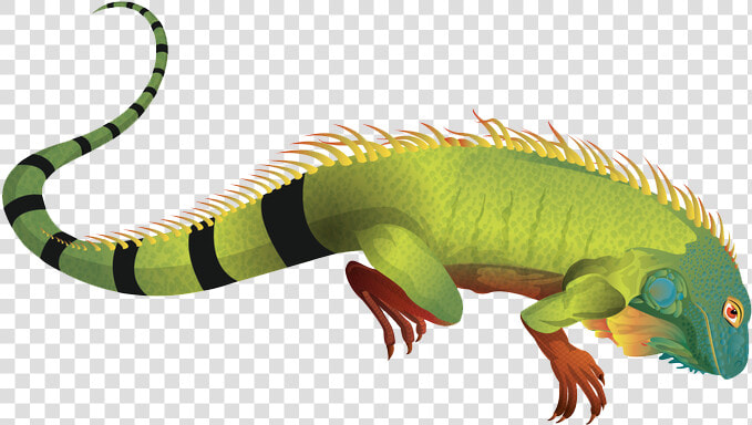 Download Iguana Png Pic For Designing Work   Transparent Background Iguana Clipart Png  Png DownloadTransparent PNG