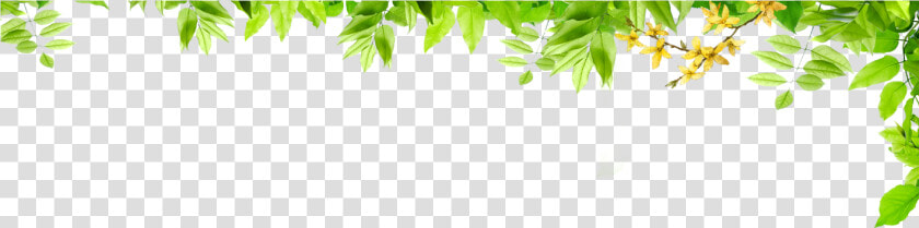 Transparent Leaf Border Png   Green Leaf Border Png  Png DownloadTransparent PNG