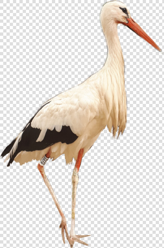  crane  bird  birds  kraanvogel  afrika  africa  southafrica   White Stork  HD Png DownloadTransparent PNG