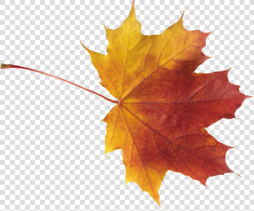 Best Free Autumn Leaves Png   Autumn Png Leaves  Transparent PngTransparent PNG