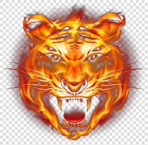 Tiger Fire Fierce Png Download Free Clipart   Tiger Face Png Hd  Transparent PngTransparent PNG