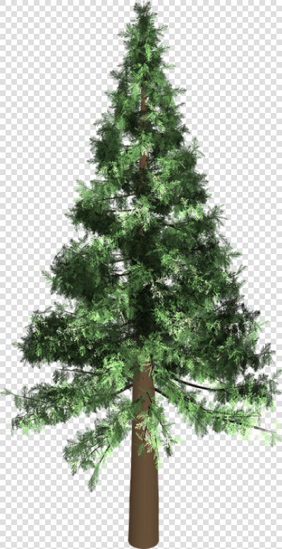 Arbol De Pino Png  Transparent PngTransparent PNG