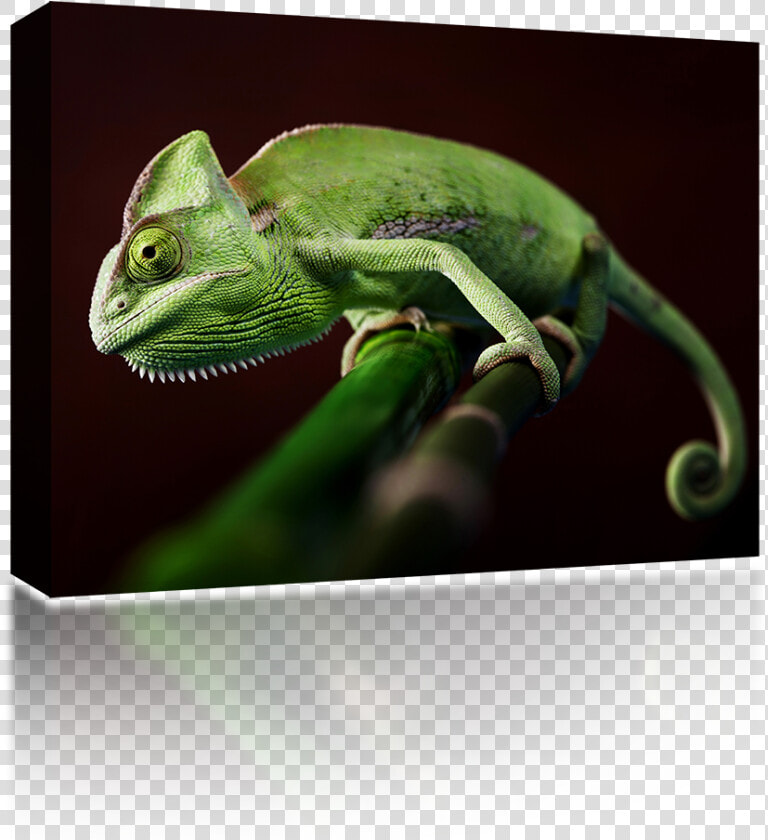 Common Chameleon   Png Download   Chameleon  Transparent PngTransparent PNG