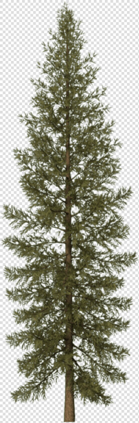 Pine Tree Png Svg Black And White  Transparent Png   Transparent Pine Tree Png  Png DownloadTransparent PNG