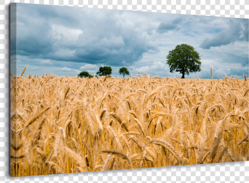 Wheat Field   Png Download   Wheat Field  Transparent PngTransparent PNG