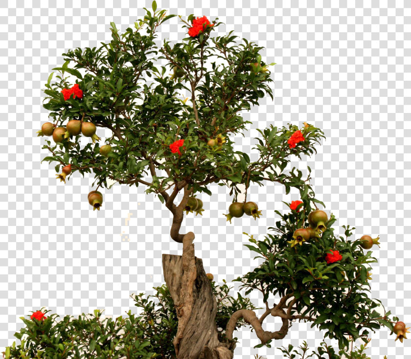 Pomegranate Tree Png   Transparent Pomegranate Tree Png  Png DownloadTransparent PNG