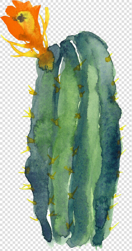 Transparent Cactus Drawing Png   Cactus Clipart Transparent Background  Png DownloadTransparent PNG