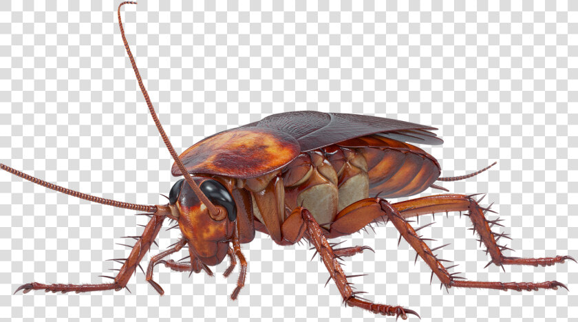 Transparent Cockroach Png   Front Cockroach Png  Png DownloadTransparent PNG