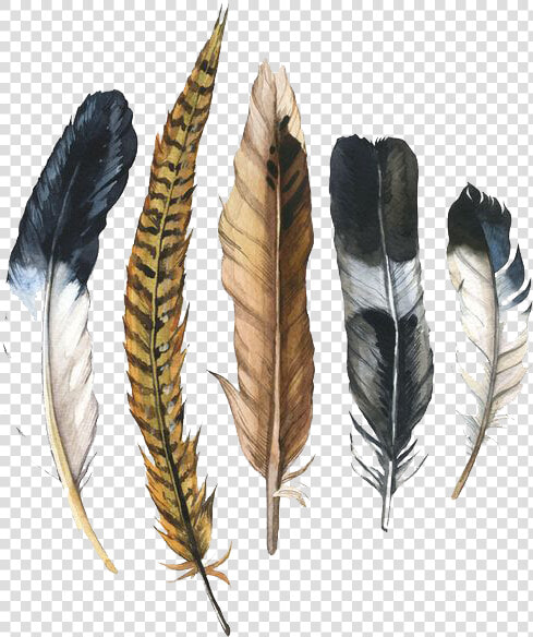 Feather Drawing Png   Pheasant Feather Clip Art  Transparent PngTransparent PNG