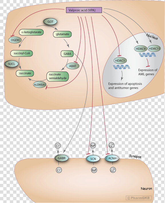 Mechanism Of Action Of Valproate  HD Png DownloadTransparent PNG